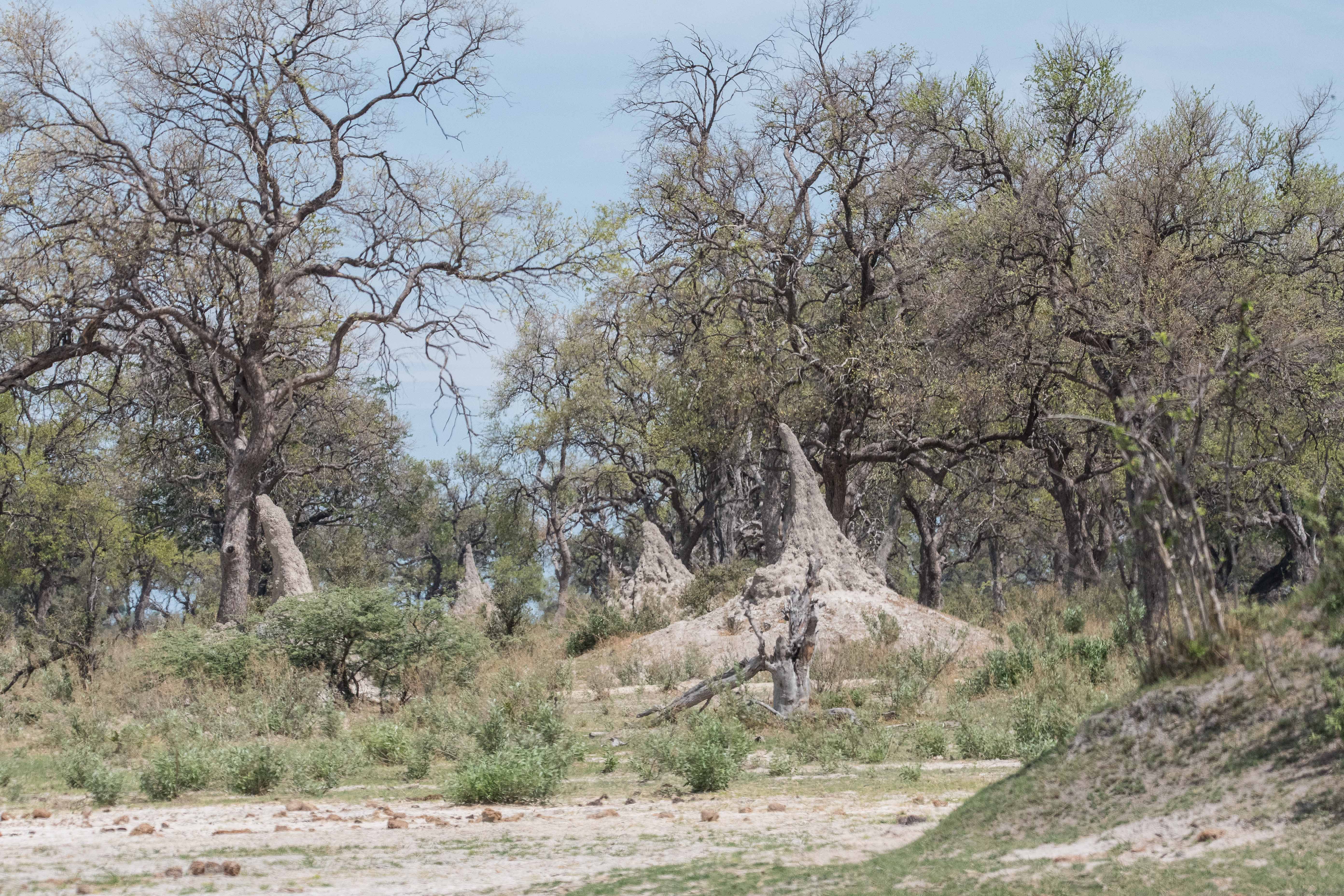 Termitières (termite mounds) groupées dans la Réserve de Kwando, Delta de l'Okavango, Botswana.